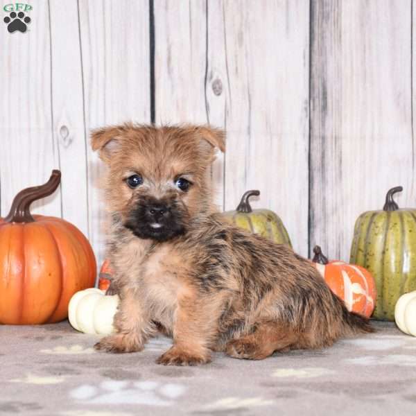 Nico, Cairn Terrier Puppy